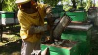News video: Argentinian honey production in danger