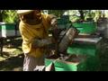 News video: Argentinian honey production in danger